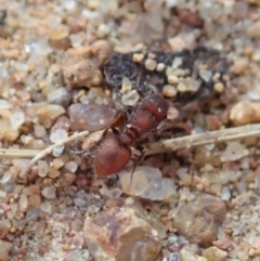 Meranoplus sp. (genus) at Cook, ACT - 17 Feb 2020