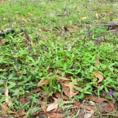 Glycine tabacina (Variable Glycine) at Cook, ACT - 25 Feb 2020 by CathB