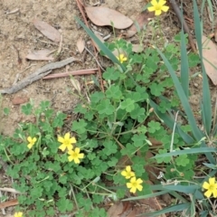 Oxalis (genus) (Wood Sorrel) at Dunlop, ACT - 26 Feb 2020 by CathB