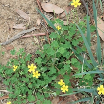 Oxalis (genus) (Wood Sorrel) at Dunlop, ACT - 26 Feb 2020 by CathB
