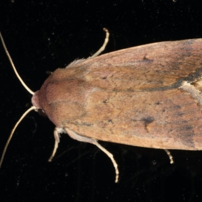 Proteuxoa hypochalchis (Black-bar Noctuid) at Ainslie, ACT - 31 Jan 2020 by jbromilow50