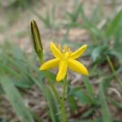 Hypoxis hygrometrica var. villosisepala (Golden Weather-grass) at Dunlop, ACT - 26 Feb 2020 by CathB