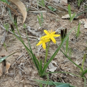 Hypoxis hygrometrica var. villosisepala at Dunlop, ACT - 26 Feb 2020