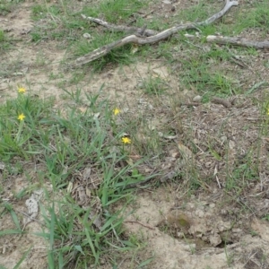 Hypoxis hygrometrica var. villosisepala at Dunlop, ACT - 26 Feb 2020