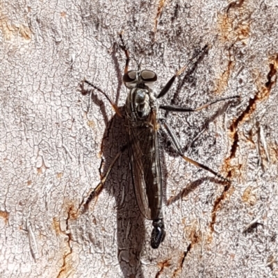 Cerdistus sp. (genus) (Slender Robber Fly) at Lyneham, ACT - 27 Feb 2020 by trevorpreston