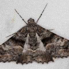 Gastrinodes argoplaca (Cryptic Bark Moth) at Melba, ACT - 6 Feb 2018 by Bron