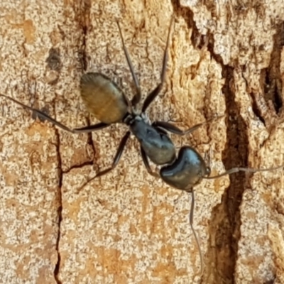 Camponotus aeneopilosus (A Golden-tailed sugar ant) at Lyneham, ACT - 26 Feb 2020 by trevorpreston
