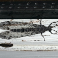 Bandidus canifrons (An Antlion Lacewing) at Ainslie, ACT - 31 Jan 2020 by jbromilow50