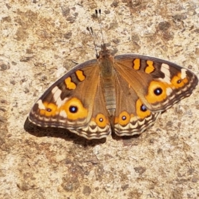 Junonia villida (Meadow Argus) at Lyneham, ACT - 26 Feb 2020 by trevorpreston