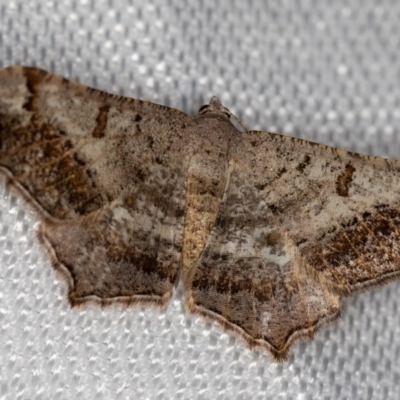 Dissomorphia australiaria (Dissomorphia australiaria) at Melba, ACT - 8 Feb 2018 by Bron