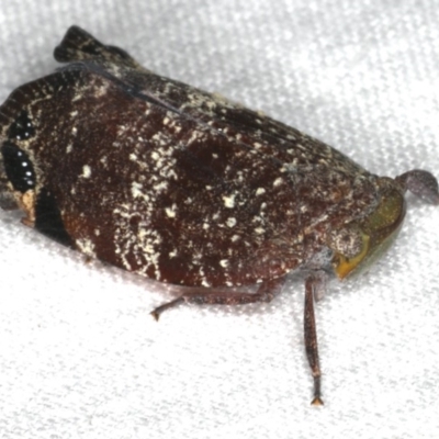 Platybrachys decemmacula (Green-faced gum hopper) at Ainslie, ACT - 31 Jan 2020 by jb2602