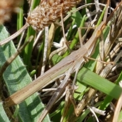Acrida conica (Giant green slantface) at Lyneham Wetland - 26 Feb 2020 by trevorpreston