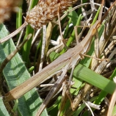 Acrida conica (Giant green slantface) at Lyneham Wetland - 26 Feb 2020 by tpreston