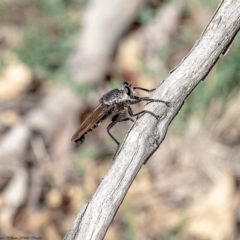 Blepharotes sp. (genus) (A robber fly) at Kama - 26 Feb 2020 by Roger