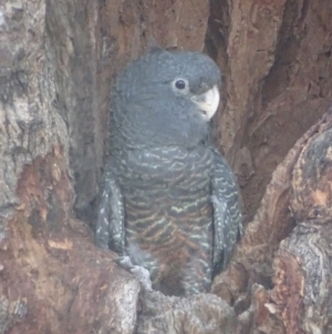 Callocephalon fimbriatum at Deakin, ACT - 20 Jan 2019