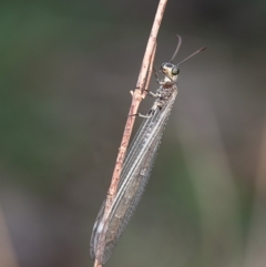 Unidentified Antlion (Myrmeleontidae) at Molonglo River Reserve - 26 Feb 2020 by Roger