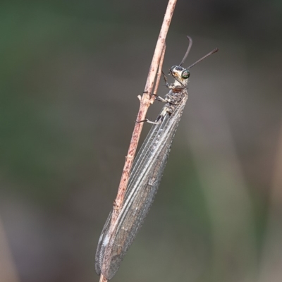 Unidentified Antlion (Myrmeleontidae) at Kama - 26 Feb 2020 by Roger