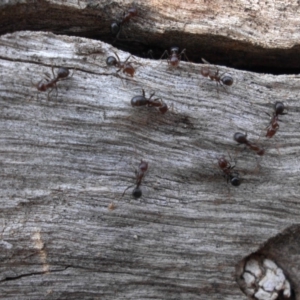 Papyrius nitidus at Majura, ACT - suppressed