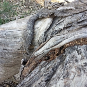 Papyrius nitidus at Majura, ACT - suppressed