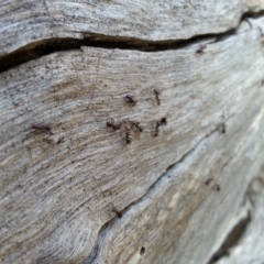 Papyrius nitidus at Majura, ACT - suppressed