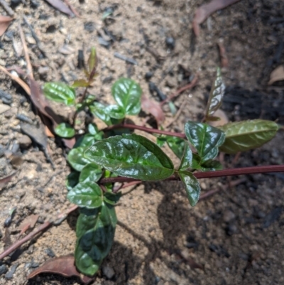 Unidentified Plant at Wingello, NSW - 25 Feb 2020 by Margot