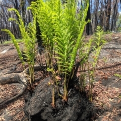 Todea barbara (King Fern) at Wingello, NSW - 25 Feb 2020 by Margot