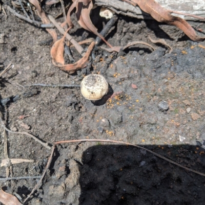 Unidentified Fungus at Wingello, NSW - 25 Feb 2020 by Margot