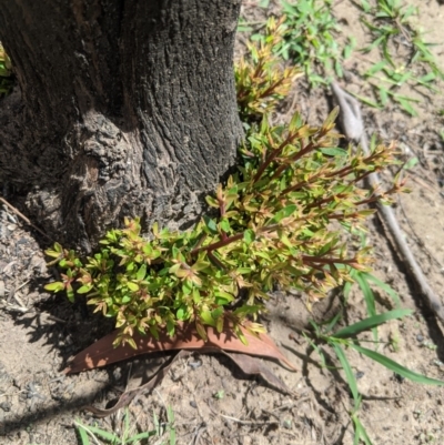 Leptospermum sp. (Tea Tree) at Wingello, NSW - 25 Feb 2020 by Margot