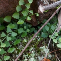 Asplenium flabellifolium (Necklace Fern) at Mount Majura - 30 Mar 2014 by AaronClausen