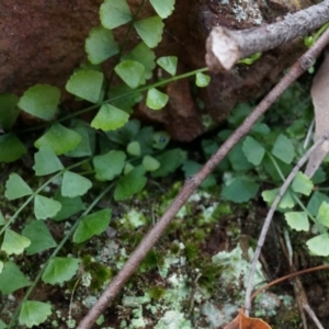 Asplenium flabellifolium at Hackett, ACT - 30 Mar 2014