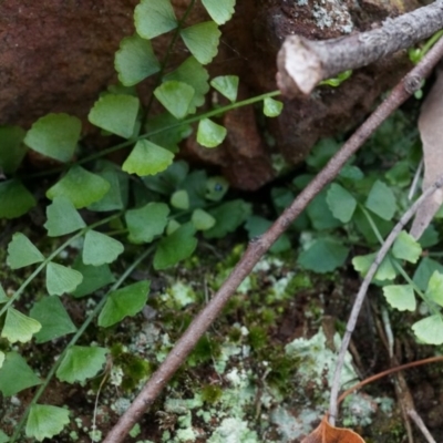 Asplenium flabellifolium (Necklace Fern) at Mount Majura - 30 Mar 2014 by AaronClausen