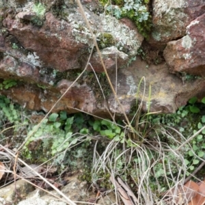 Asplenium flabellifolium at Hackett, ACT - 30 Mar 2014