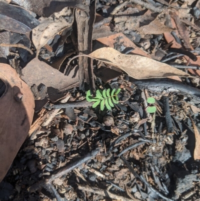 Unidentified Wattle at Penrose - 24 Feb 2020 by Margot