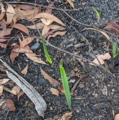 Unidentified Lily or Iris at Penrose - 24 Feb 2020 by Margot