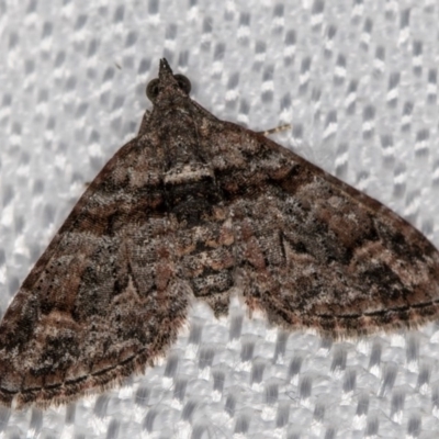 Phrissogonus laticostata (Apple looper moth) at Melba, ACT - 8 Feb 2018 by Bron