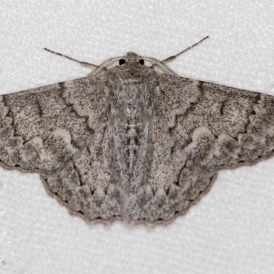 Crypsiphona ocultaria (Red-lined Looper Moth) at Melba, ACT - 15 Feb 2018 by Bron