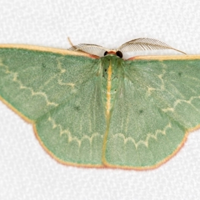 Chlorocoma dichloraria (Guenee's or Double-fringed Emerald) at Melba, ACT - 28 Feb 2018 by Bron