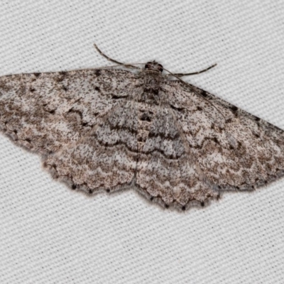 Psilosticha absorpta (Fine-waved Bark Moth) at Cotter River, ACT - 14 Mar 2018 by Bron