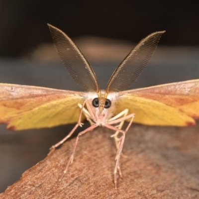 Onycodes traumataria (Small Twisted Moth) at Tennent, ACT - 14 Mar 2018 by Bron