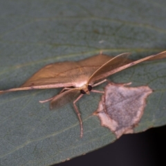 Onycodes traumataria at Tennent, ACT - 14 Mar 2018 08:51 PM