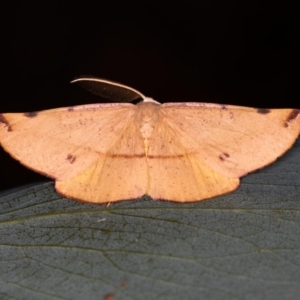 Onycodes traumataria at Tennent, ACT - 14 Mar 2018 08:51 PM