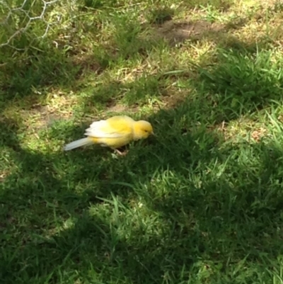 Serinus canaria (Canary) at Bermagui, NSW - 3 Nov 2017 by JackieLambert