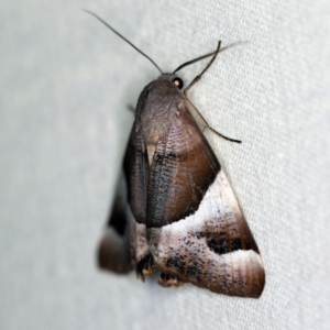 Niceteria macrocosma at Cotter River, ACT - 7 Feb 2019