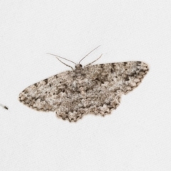 Unplaced externaria (Mahogany Bark Moth (formerly Hypomecis externaria)) at Melba, ACT - 30 Mar 2018 by Bron