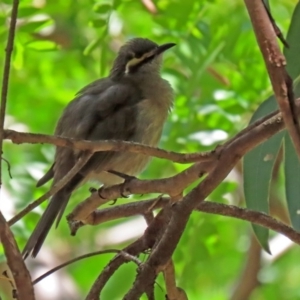 Caligavis chrysops at Molonglo Valley, ACT - 26 Feb 2020