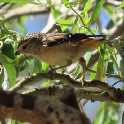 Pardalotus punctatus (Spotted Pardalote) at National Zoo and Aquarium - 26 Feb 2020 by RodDeb