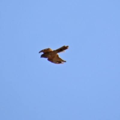 Tachyspiza cirrocephala (Collared Sparrowhawk) at Molonglo Valley, ACT - 26 Feb 2020 by RodDeb