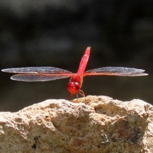 Diplacodes haematodes at Molonglo Valley, ACT - 26 Feb 2020