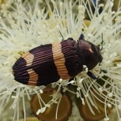 Castiarina vicina (Vicina jewel beetle) at Acton, ACT - 25 Feb 2020 by HelenCross