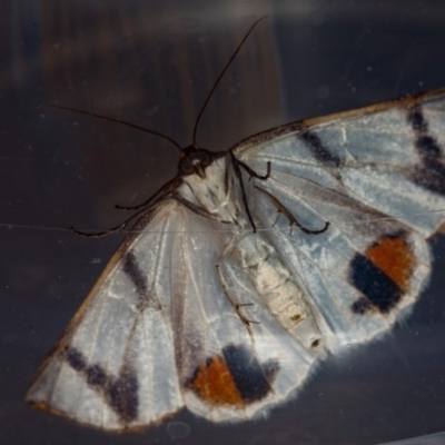 Thalaina clara (Clara's Satin Moth) at Melba, ACT - 2 Apr 2018 by Bron
